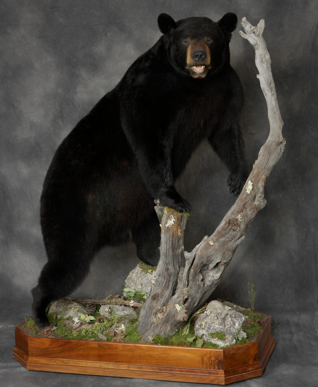 Life Size Bear Mount Taxidermy Brown Bear Taxidermy Studio Pine Grove PA